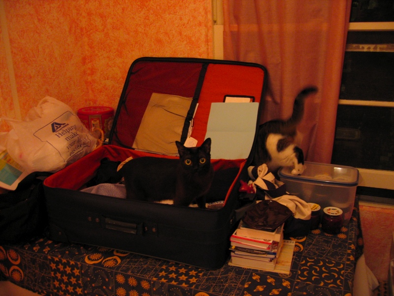 Cats help pack