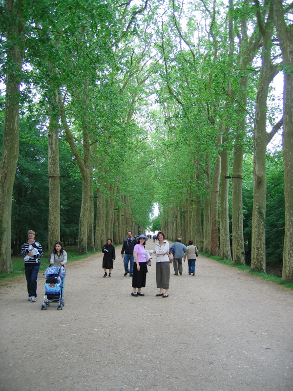 Tree-lined walk