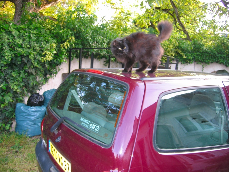 Cachou poses on the Twingo