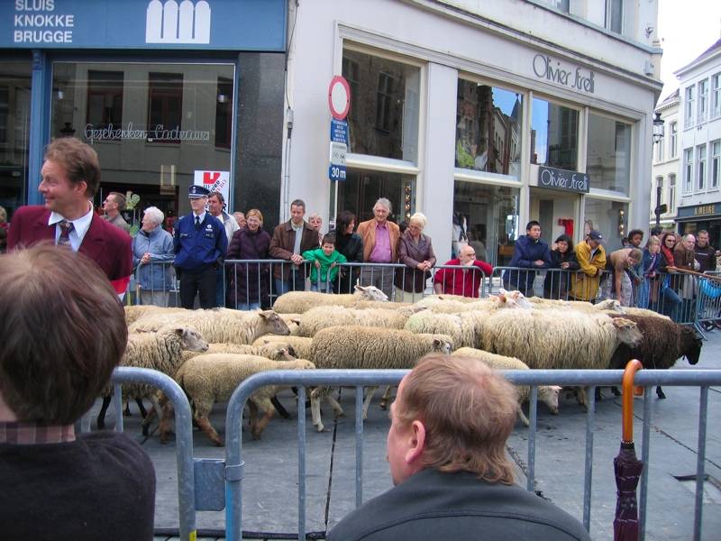Can't have a parade without sheep